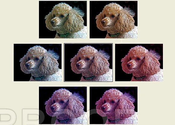 Pop Art Poodles