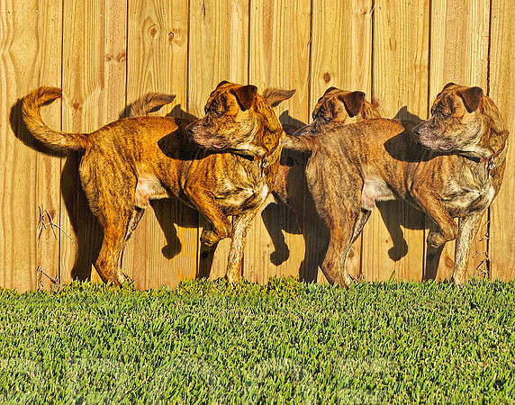 tony three of by fence