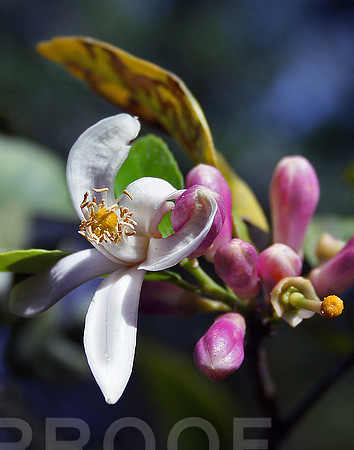 A Lemon Bud