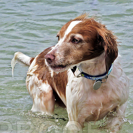 Sonny at beach w collar 0328