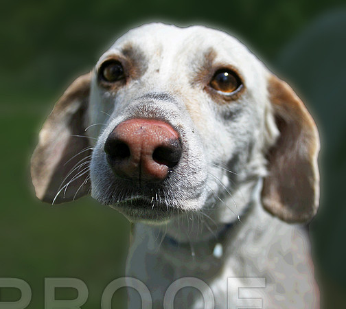 Lab Puppy