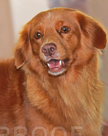 Toller 030