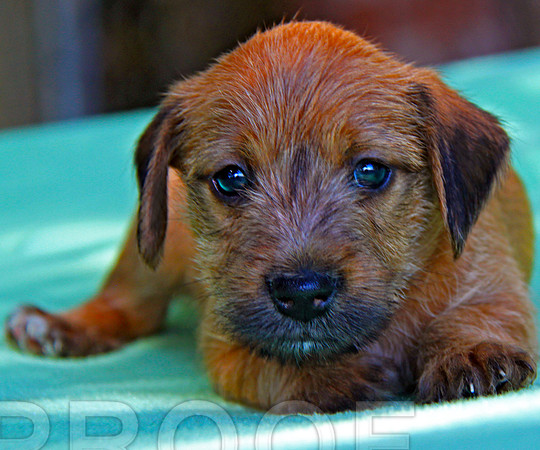 Mug Shot for Pup 035