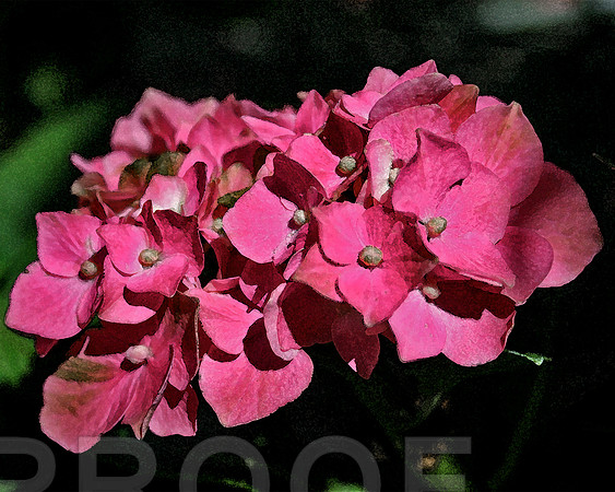 reddith flower wc  111