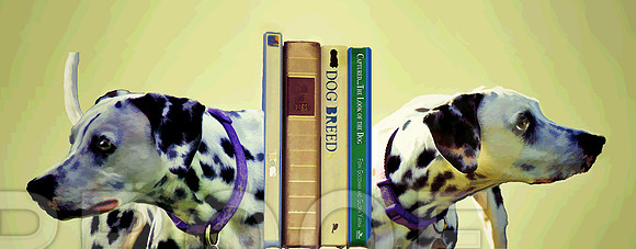 Dal bookends