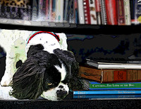 books and cavalier
