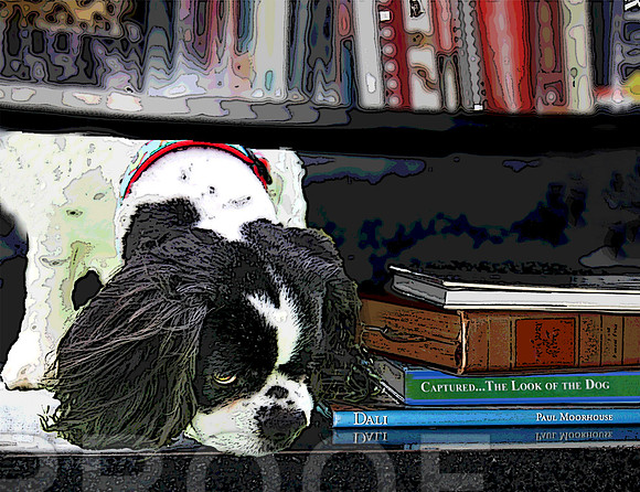 books and cavalier