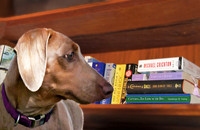 bookcase and doxie