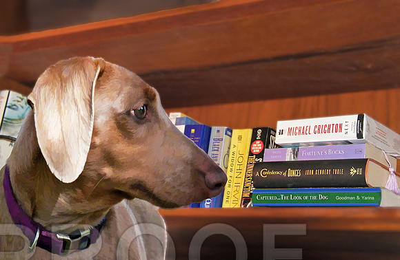 bookcase and doxie