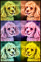 po real poodle framed