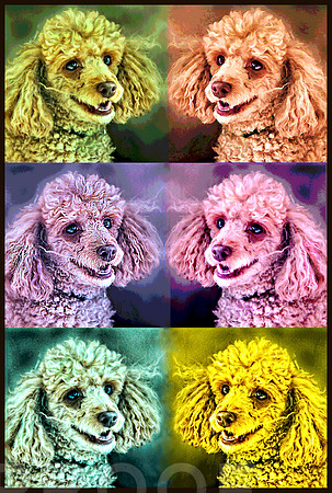 po real poodle framed