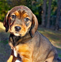 puppy 262