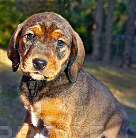 puppy 262