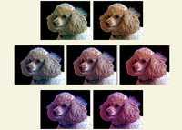 pg. 74 THE REAL POODLE?