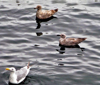 seattle 160