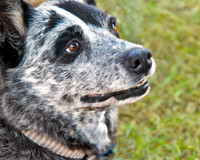 cattle dog 048