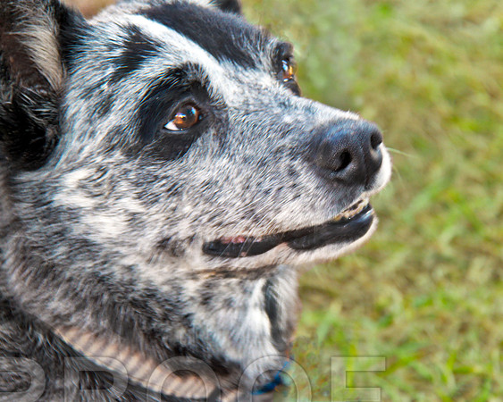 cattle dog 048