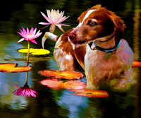 water lilies N Brittany bz