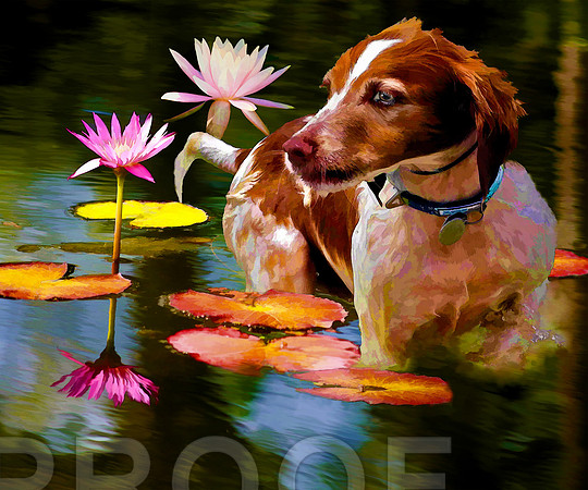 water lilies N Brittany bz
