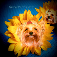 Yellow Yorkie