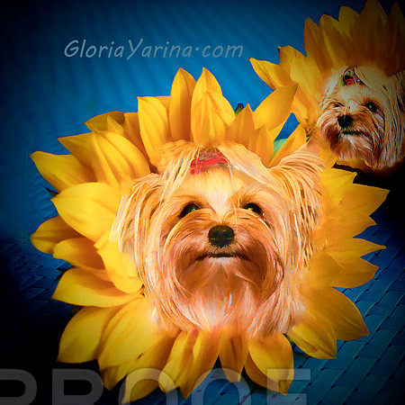Yellow Yorkie