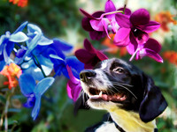 flowers and dog spaniel bz
