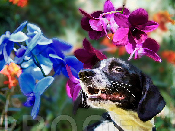 flowers and dog spaniel bz