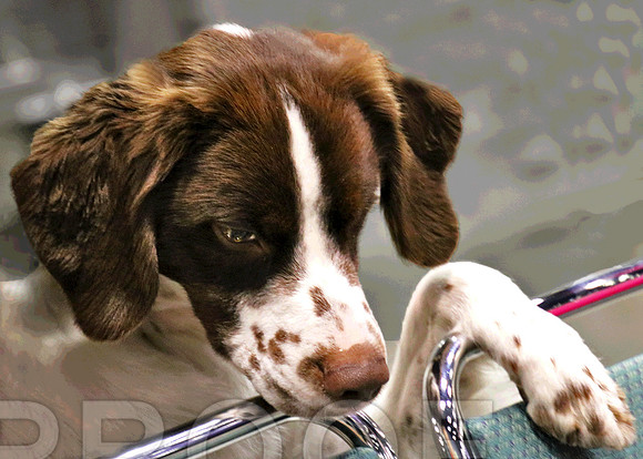 Britt 7612