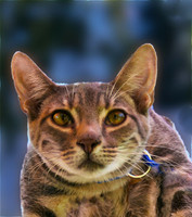 Tigger 2