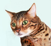 tocha bengal 087