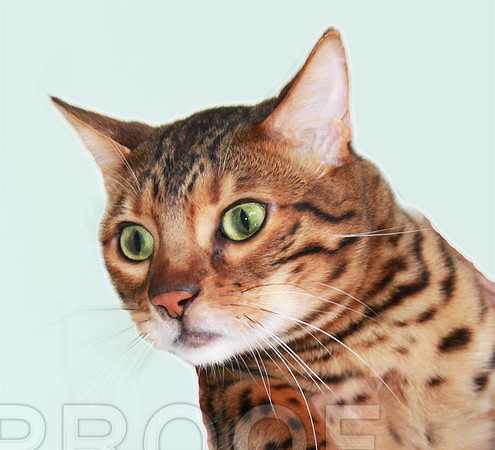 tocha bengal  087
