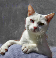 Smudge 2