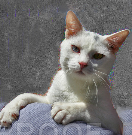 Smudge 2