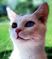 Smudge 1