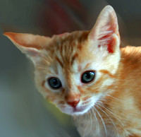 rusty 061