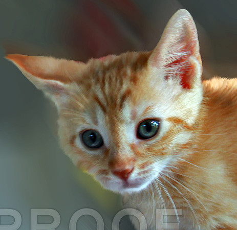 rusty 061
