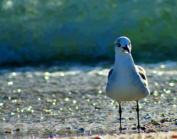Water Logged 062