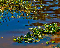 stick marsh 1143