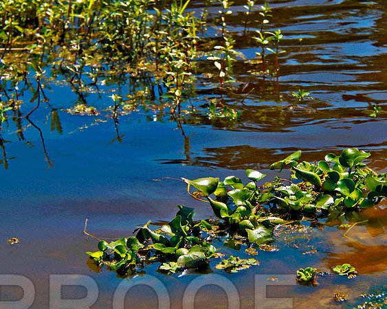 stick marsh 1143