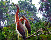Bird Buddies 052