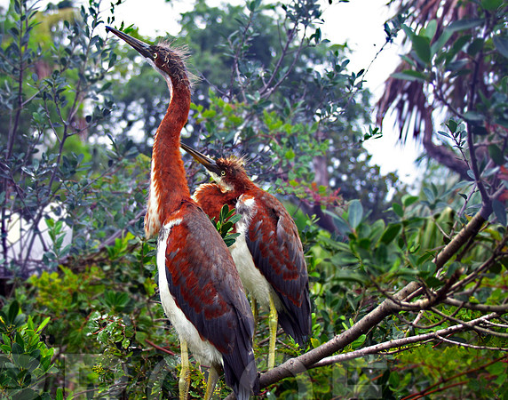 Bird Buddies 052