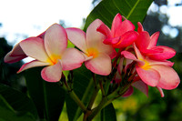 Frangipani in Formation111