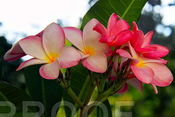 Frangipani in Formation111