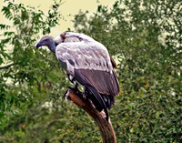 Intensely Perched 209