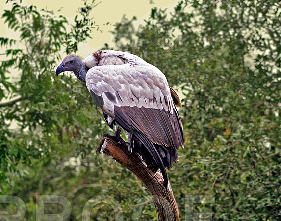 Intensely Perched 209