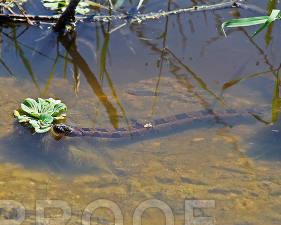 stick marsh 1139 snake