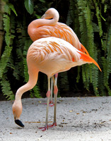 2 flamingos 160