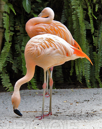 2 flamingos 160