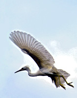 Tyrannosaurus Birdus 151