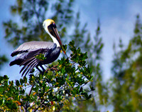 Pickin Pelican 265